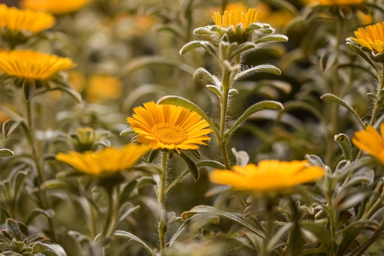 yellow flowers, flowers, petals